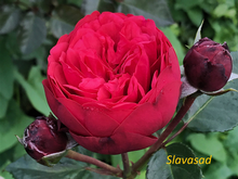 Royal Piano (Роял Піано) (Мультифлора)